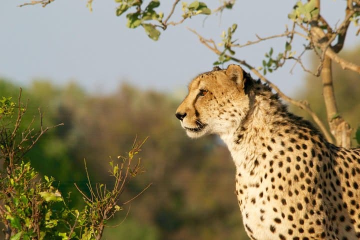 4-Day Kruger National Park Big 5 Safari & Panorama Route — God’s Window to the Sabie River