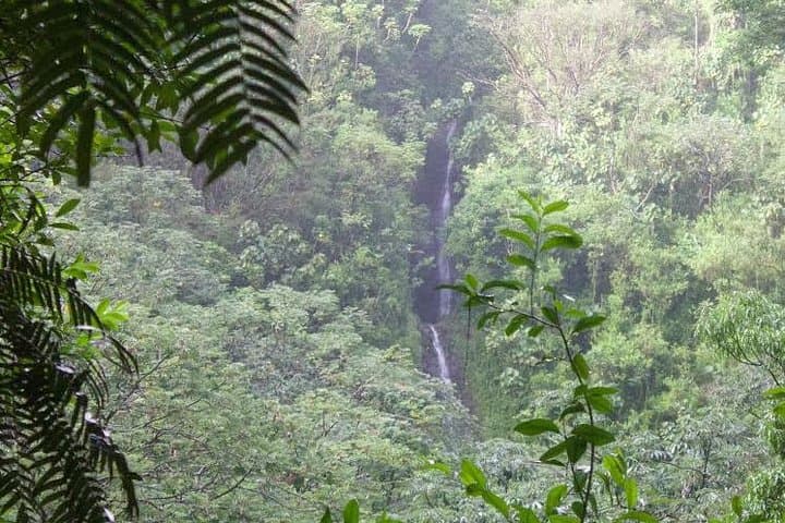 Manoa Falls Self-Guided Hike: Shuttle from Waikiki to a 150-Foot Waterfall