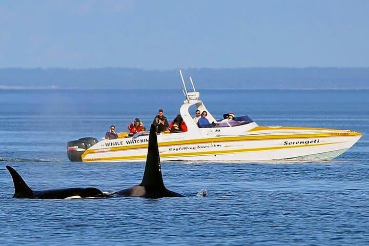 Victoria Whale & Wildlife Cruise — Whale Watching from Fisherman's Wharf photo 5
