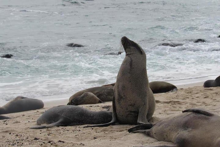 Galapagos Surprising: 4-Day Santa Cruz & Isabela Island Adventure