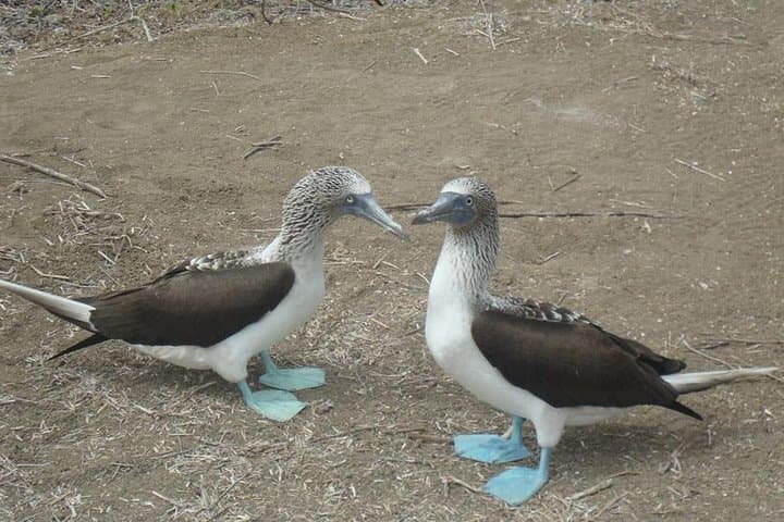 Galapagos Enchanting 3 Islands: 5-Day Wildlife & Snorkel Journey from Puerto Ayora photo 3