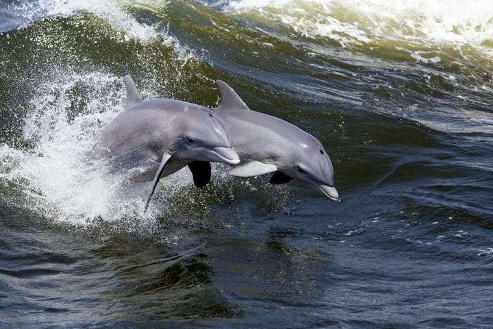 Hilton Head Ocean Dolphin Cruise — Vagabond Dolphin Watching from Harbour Town photo 5
