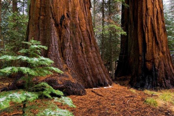 Private Giant Sequoia Grove Hike — Tuolumne & Merced Groves, Yosemite photo 3