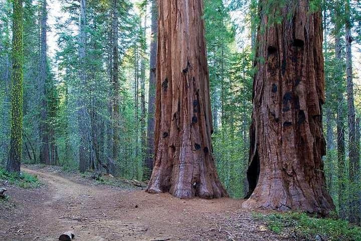 Private Giant Sequoia Grove Hike — Tuolumne & Merced Groves, Yosemite photo 2
