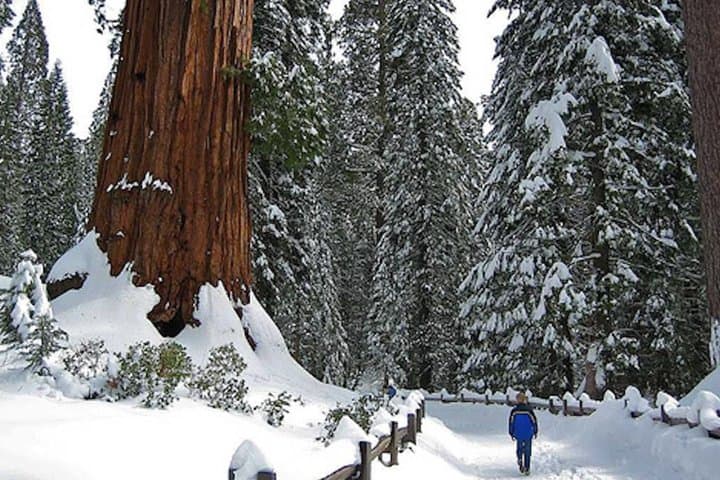 Private Giant Sequoia Grove Hike & Snowshoe in Yosemite — Tuolumne and Merced Groves