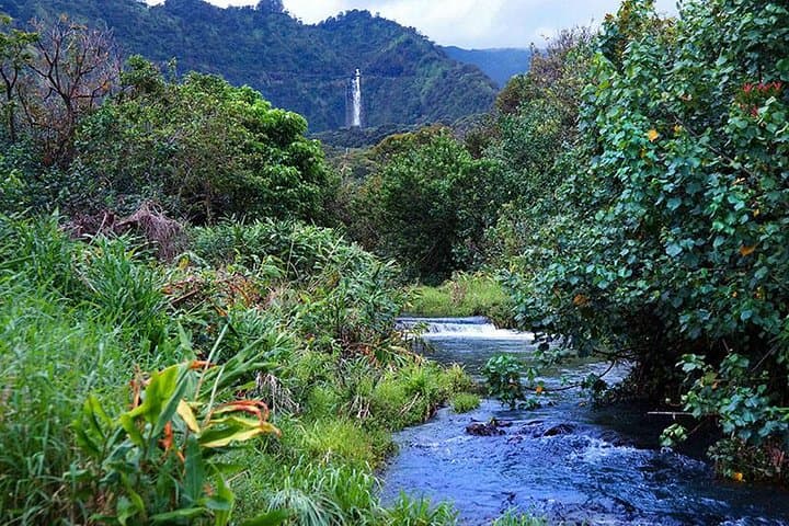 Hana Rainforest Helicopter Tour with Exclusive Taro Plantation Landing photo 3