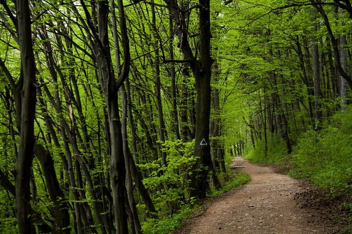 Perfect Bike Tour Around Brasov: Cristian Monastery & Secular Oak Forest