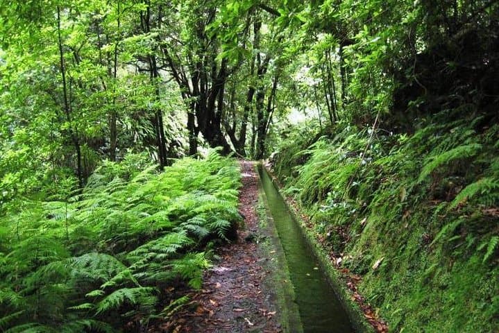 Private Guided Walk Levada do Rei — Madeira’s Laurissilva Trail