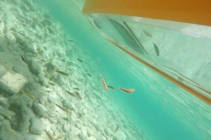 Glass-Bottom Kayak Tour Through Aruba's Mangrove Forest photo 4