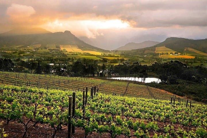 Cape Town Winelands Private Full-Day Wine Tour — Stellenbosch or Franschhoek Tastings & Lunch