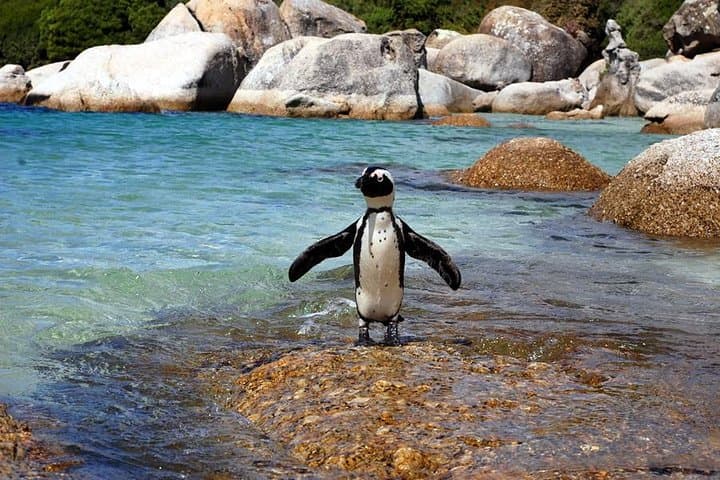 Cape Peninsula Private Full-Day Tour from Cape Town: Chapman's Peak, Cape Point & Boulders Beach