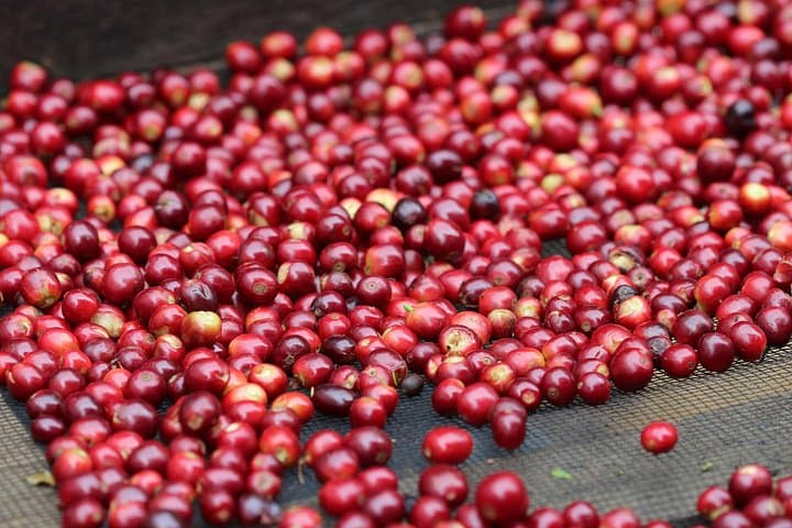 Boquete Specialty Coffee Tour: From Seed to Cupping at Bonita Springs