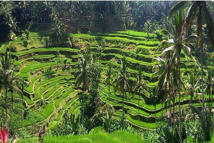 Inside Bali: Tukad Cepung Waterfall, Tegalalang Rice Terraces & Tirta Empul Day Trip photo 4