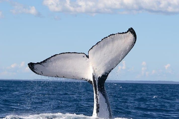 Phillip Island Whale Watching Cruise: Seals, Dolphins and Migrating Whales photo 4