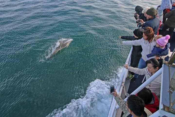 Phillip Island Whale Watching Cruise: Seals, Dolphins and Migrating Whales photo 2
