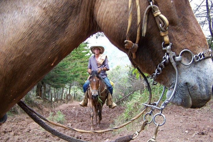 Medellín Coffee Farm Horseback Tour with Lunch in Palmitas photo 4