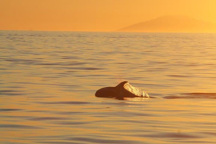 Midnight Sun Whale Watching from Reykjavík: Humpbacks & Dolphins by Night photo 3