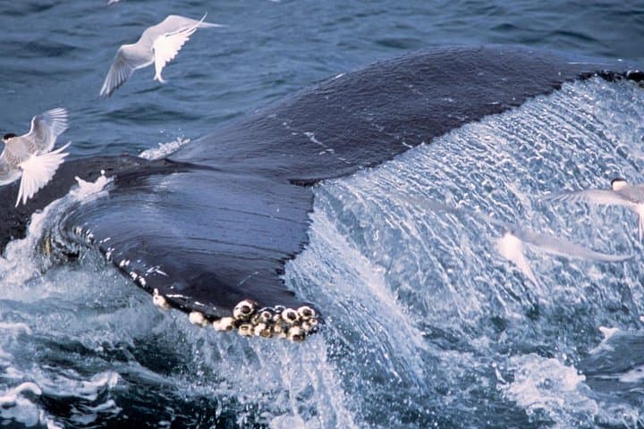 Iceland Doubleheader: Whale Watching in Faxaflói and the Golden Circle Day Tour photo 3