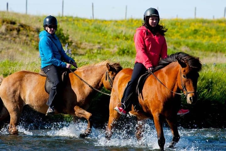 Icelandic Horse Riding and Whale Watching Day Trip from Reykjavík photo 2