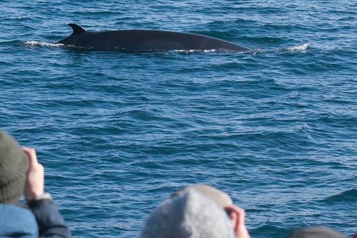 Whales & Quads: Reykjavik Whale-Watching and ATV Day Adventure photo 3