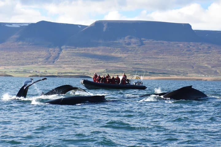 RIB Whale Watching in Akureyri: Express Tour to Eyjafjörður Humpbacks photo 2