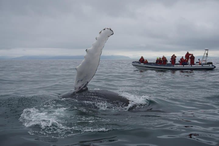 RIB Whale Watching in Akureyri: Express Tour to Eyjafjörður Humpbacks photo 3