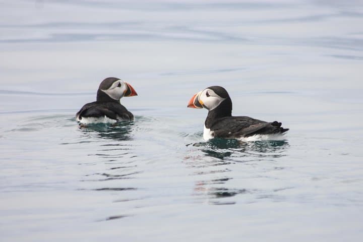 Reykjavik Premium Puffin Tour: Close-Up RIB Excursion from Old Harbour photo 5