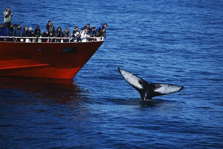 Original Whale-Watching Cruise from Reykjavik: Faxaflói Bay Wildlife