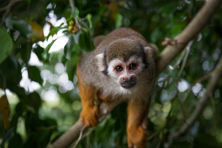 Puerto Plata Zipline and Monkeyland Adventure — Cabarete Jungle Canopy Tour photo 1