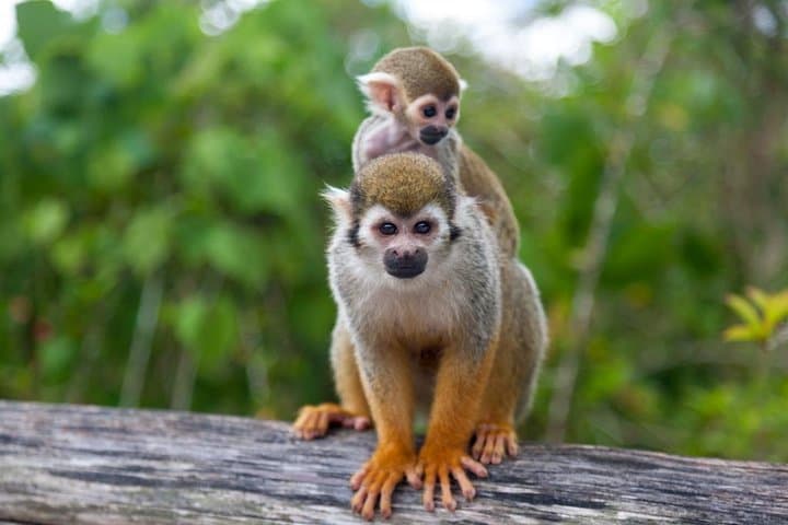 Up-Close with Squirrel Monkeys: Monkeyland & Plantation Safari from La Romana