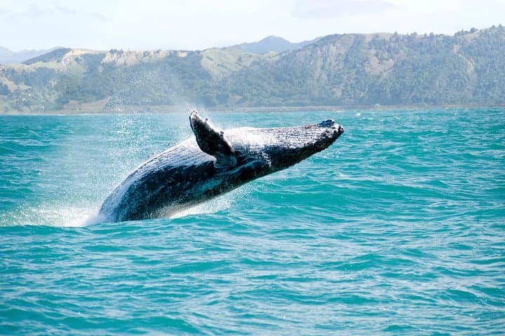 Whale Watching & Bacardi (Cayo Levantado) Island Day Trip from Punta Cana