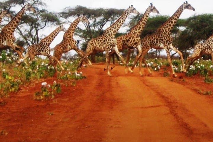 Naivasha Full-Day Safari: Crescent Island Walks, Flamingos & Rift Valley Views