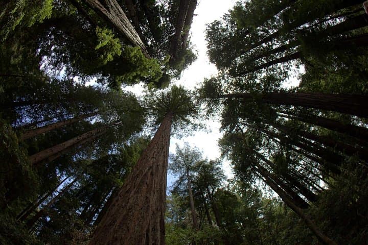 Muir Woods and Sausalito Morning Tour: Redwoods, Golden Gate Views & Waterfront Stroll photo 3