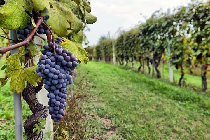 San Francisco to Napa & Sonoma: Small-Group Wine Tour with 3 Tastings photo 2