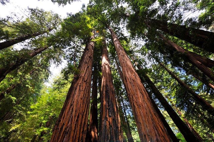 Muir Woods and Sausalito Morning Tour: Redwoods, Golden Gate Views & Waterfront Stroll photo 2