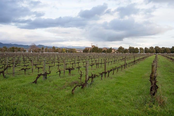 Sonoma Coast Cheese, Honey, Oysters & Wine Private Tour from San Francisco photo 2