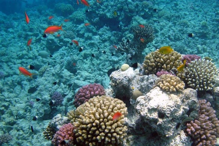 Snorkel Giftun Island: Budget Day Trip from Hurghada