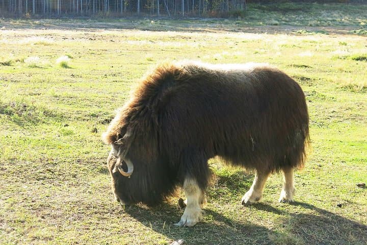 Half-Day Arctic Wildlife & Hot Springs Tour from Whitehorse photo 2