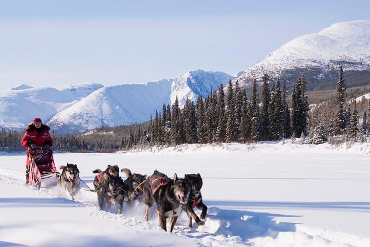 5-Day Active Winter Adventure in Yukon: Snowmobiling, Dog Sledding & Northern Lights