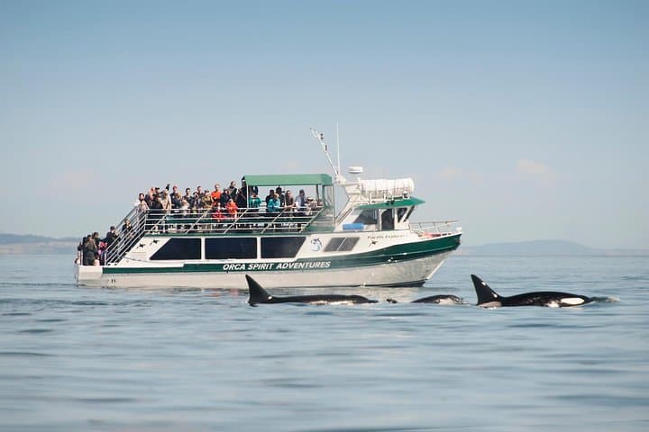 Victoria Covered Vessel Whale Watching: Orcas & Humpbacks in Juan de Fuca