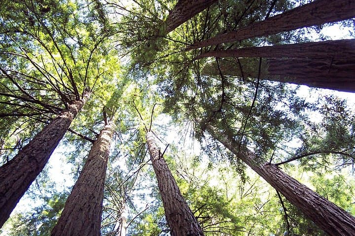 Muir Woods & Sausalito Day Trip from San Francisco — Redwoods, Views, and Ferry Options photo 3