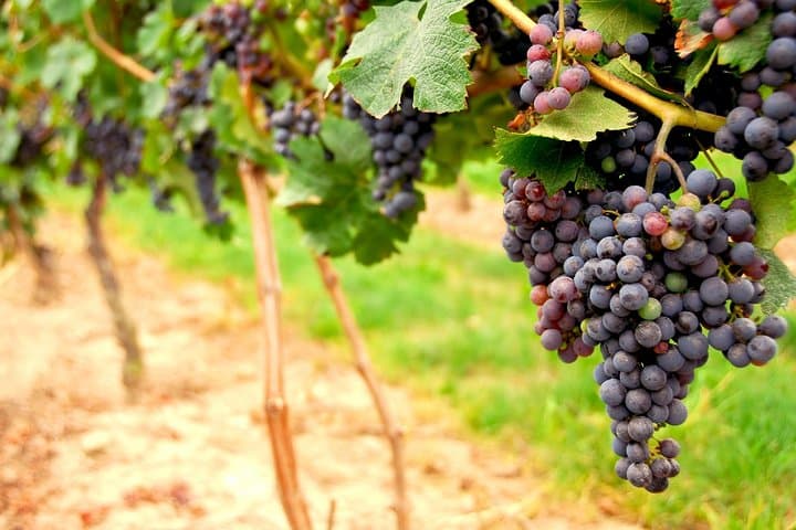 Full-Day Napa and Sonoma Wine Tour from San Francisco — 3 Wineries & Sonoma Square photo 3