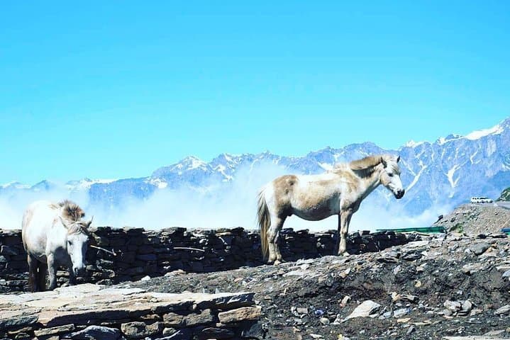 Shimla and Manali 5-Day Private Himalaya Tour from Delhi photo 2