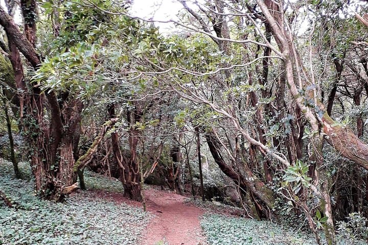 Hiking Sintra-Cascais Natural Park: Peninha to Cresmina Dunes (5 km)