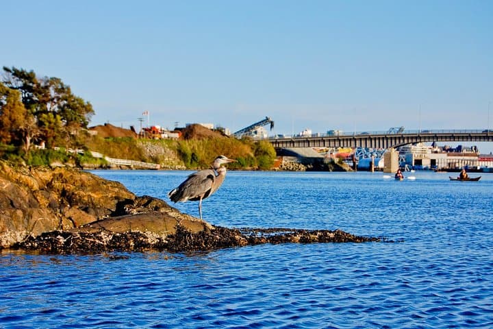 Paddle Victoria Harbour: Guided 3-Hour Kayak Tour to Gorge Waterway photo 5