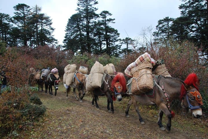 Druk Path Trek: 9-Day Paro-to-Thimphu High-Altitude Trek in Bhutan