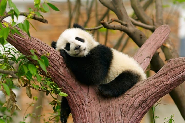 Live-Stream Meet Pandas at Chengdu Research Base — Virtual Panda Encounter photo 4