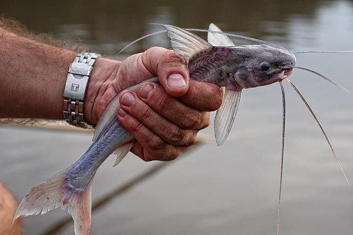 3-Day Amazon Jungle Adventure from Manaus: Piranha Fishing, Night Safaris & Caboclo Village