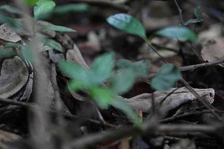 Amazon Jungle Safari: 6-Day Manaus to Remote Lodge & Camping