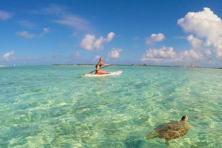 Providenciales Turtle Eco Tour: SUP & Kayak Mangrove Paddle in National Marine Park
